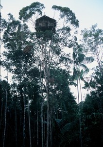 Papua – Kombaiové – Stromoví lidé